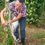 Doña Elena cultivando pimienta