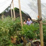 Invernadero de hortalizas orgánicas y producción de pimienta en asentamiento Rio Magdalena