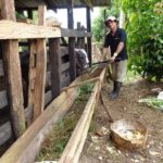 Instalación de canoa en corral para alimentación del ganado